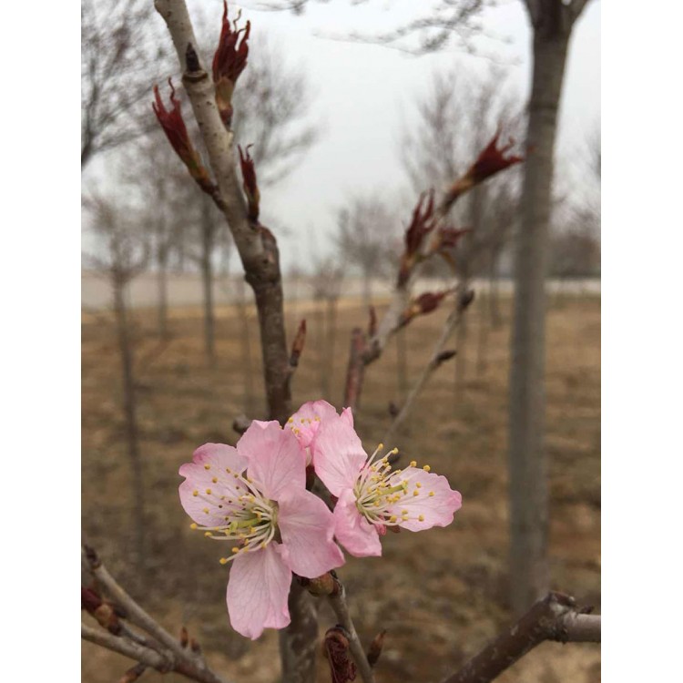 椿寒樱花苗 椿寒樱花小苗 椿寒樱花树苗