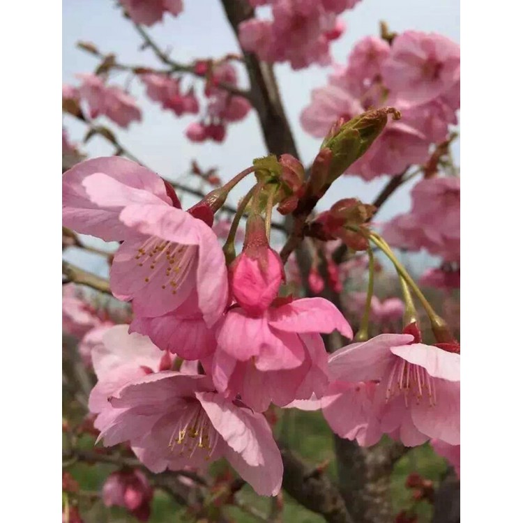 阳光樱花苗 阳光樱花小苗 阳光樱花树苗