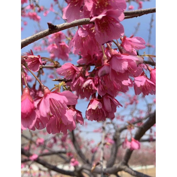 日本早樱花苗 日本早樱花小苗 日本早樱花树苗