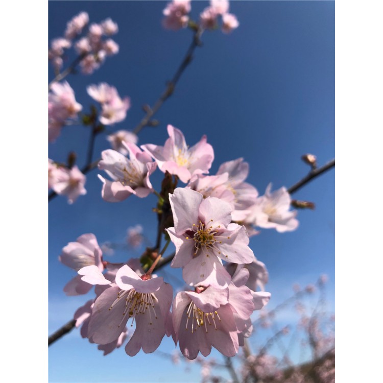 樱花品种苗 樱花品种小苗 樱花品种树苗