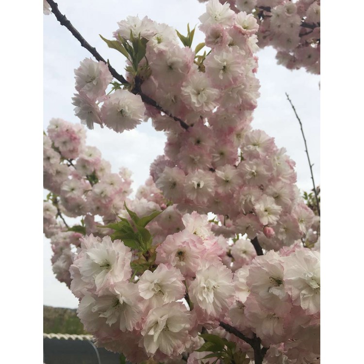 日本晚樱花苗 日本晚樱花小苗 日本晚樱花树苗