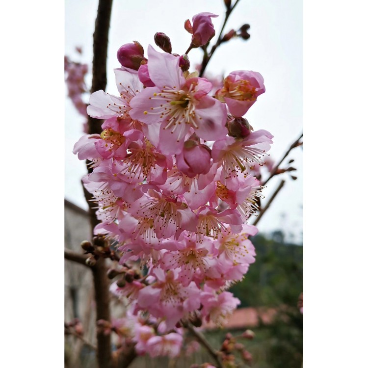 日本早樱花苗 日本早樱花小苗 日本早樱花树苗