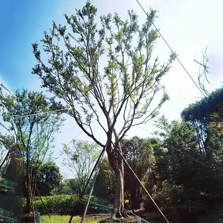 朴树基地批发 湖南朴树基地