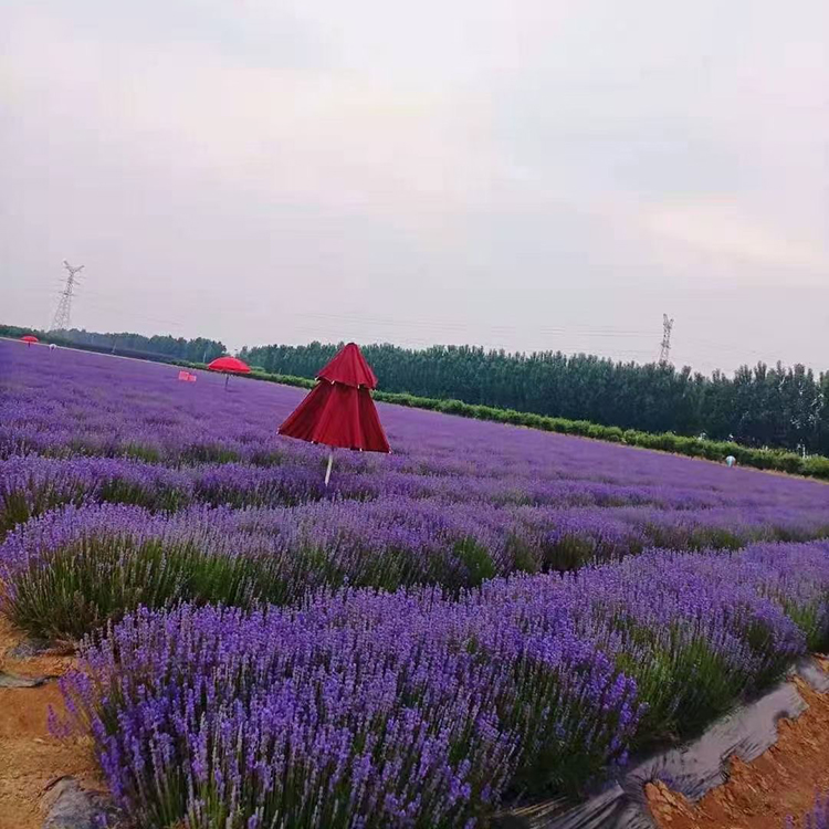 设计薰衣草花海价格