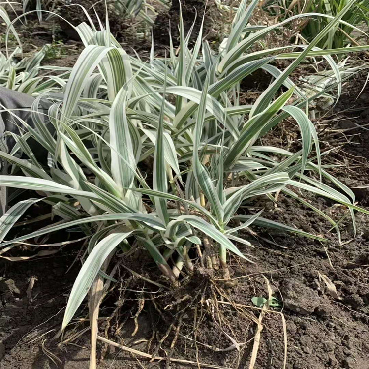 睡莲苗种植基地