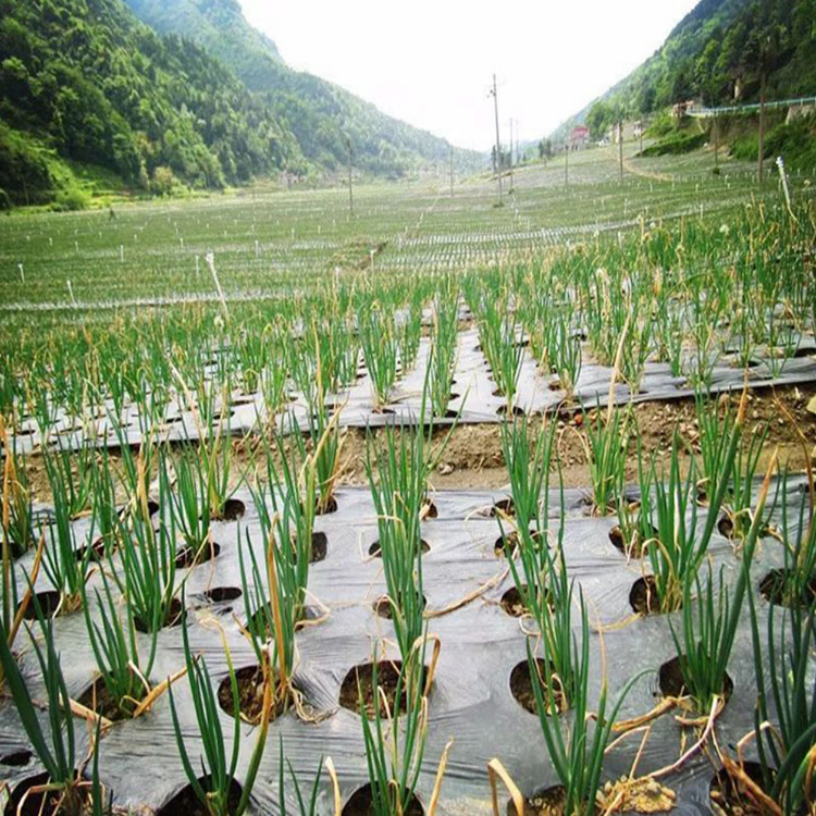 厂家直销小葱用黑色打孔地膜PE塑料薄膜农用薄膜