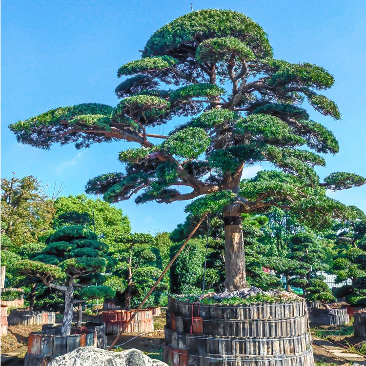 进口造型罗汉松 别墅花园 景观绿化植物