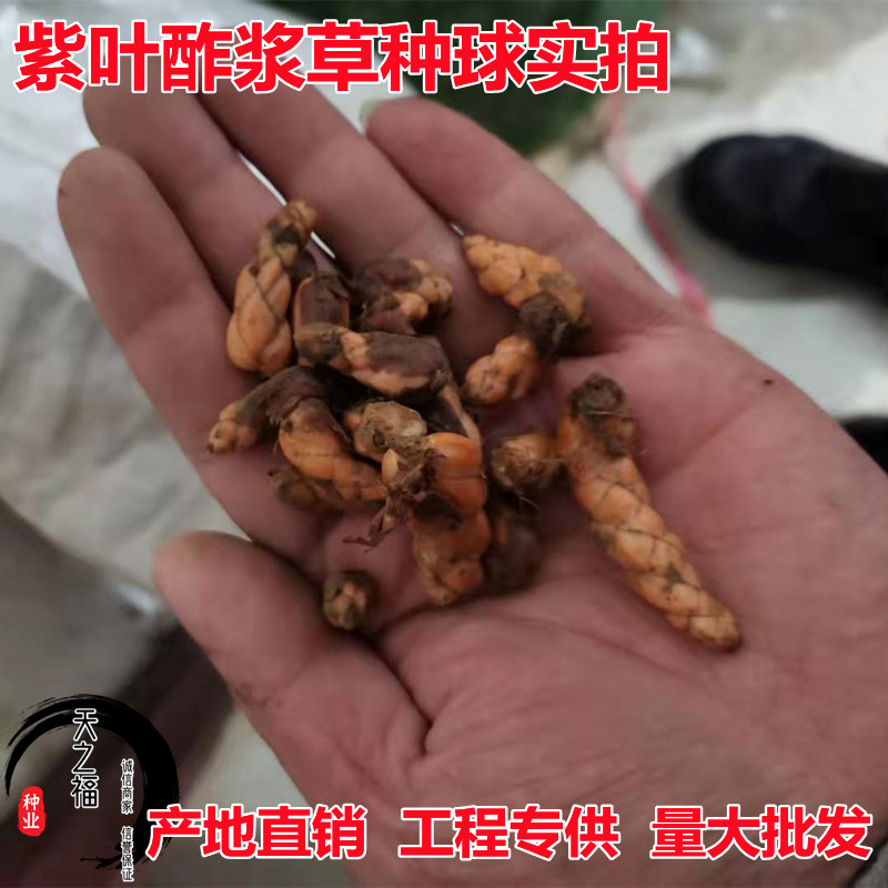 鸡西宽叶黑麦草种子行情走势