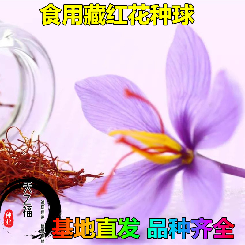 天津紫花苜蓿绿肥种子专卖