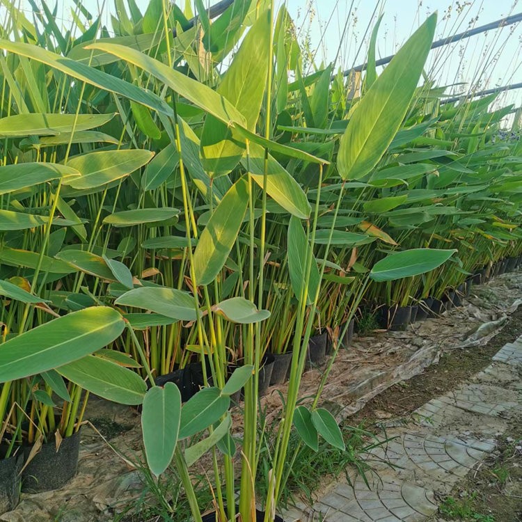 再力花 盆栽和裸根苗 价格低 生长快 浅水种植水生植物