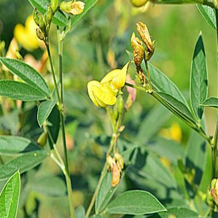 木豆种子 绿化护坡草籽 灌木木豆草种