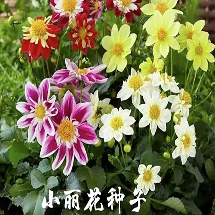 小丽花种子 混色小丽花种子 小丽花花籽