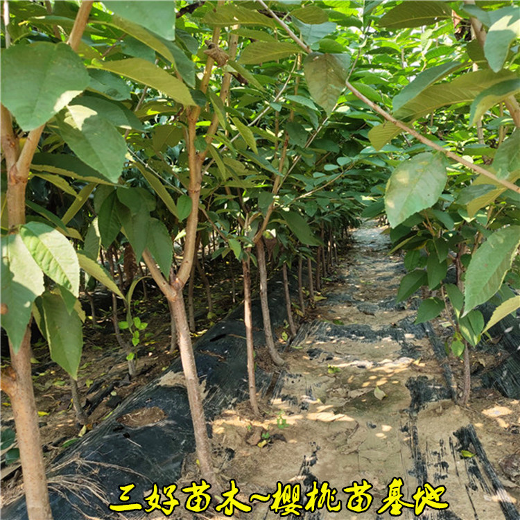 6公分美早大樱桃苗介绍基地种植区