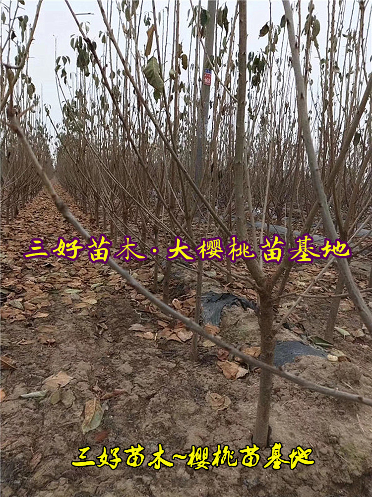 6公分美早大樱桃苗介绍基地种植区