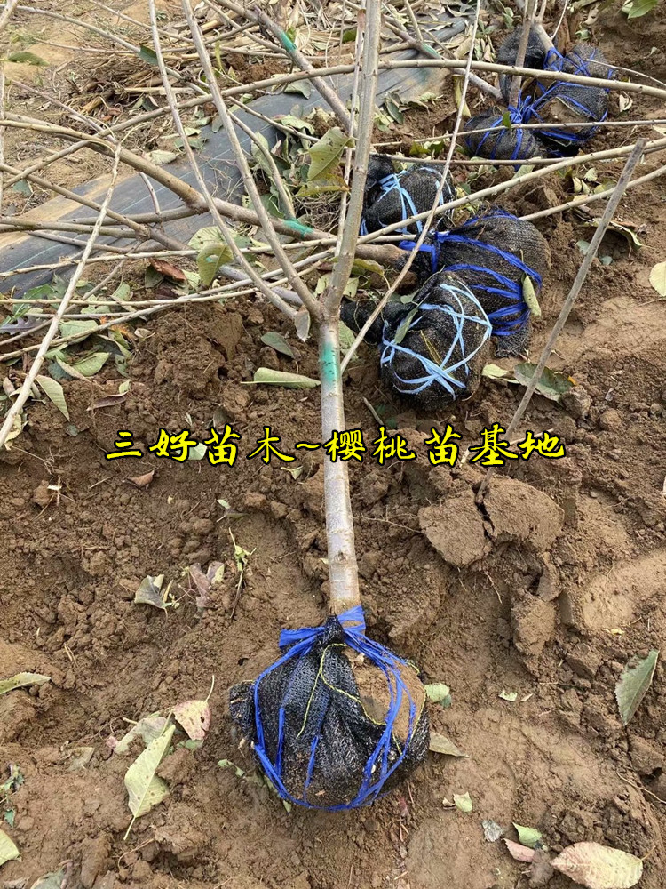 6公分美早大樱桃苗介绍基地种植区