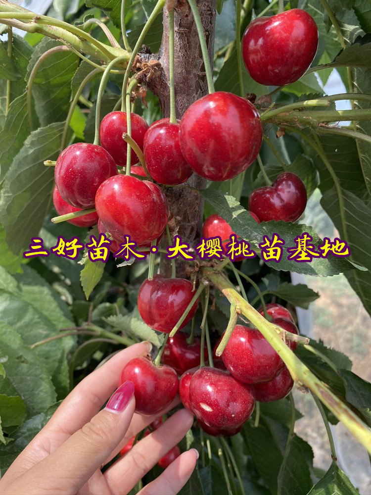 6公分美早大樱桃苗介绍基地种植区