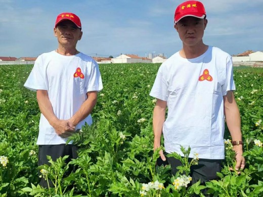 金满地公司内蒙乌兰察布种薯基地将陆续迎接来自全国各地的种薯业界营销精英团队……