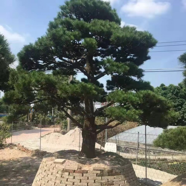 晟亿宏园林,造型罗汉松盆景,露天种植,庭院别墅标配,厂家直售