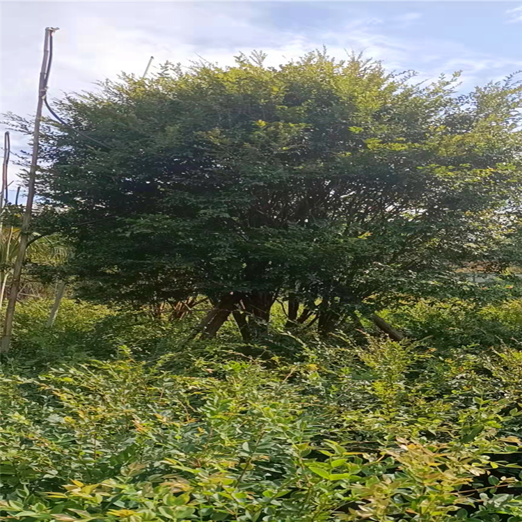 嘉宝果,台湾嘉宝果,树葡萄,规格全,道路景观树园林绿化苗