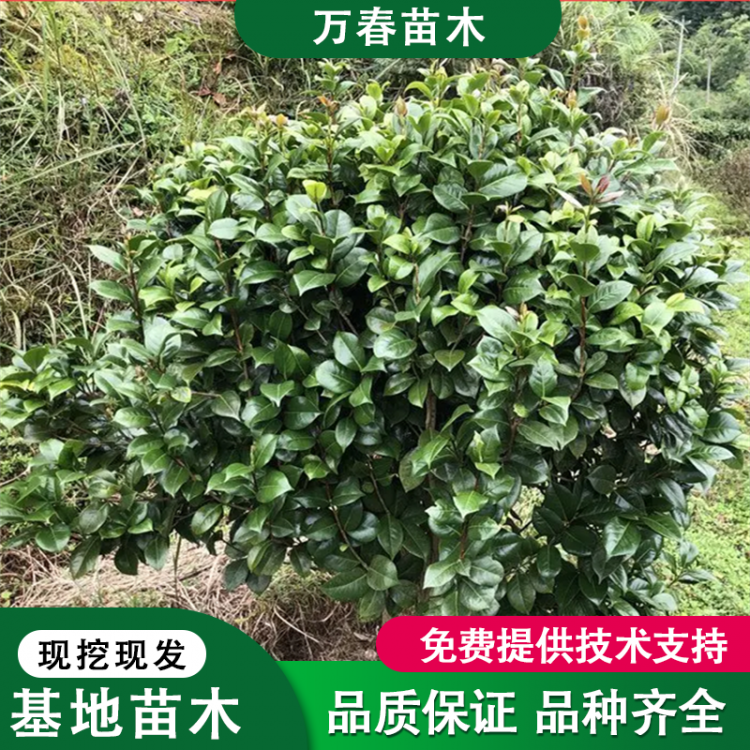 茶花树 绿化工程苗 茶花树苗 庭院观赏树