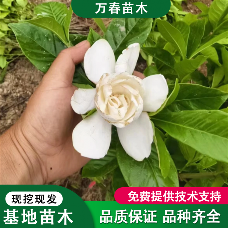 大叶栀子花小苗 别墅绿化草坪苗木 牡丹栀子苗