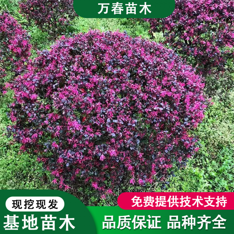 红花继木批发，红继木基地大量供应